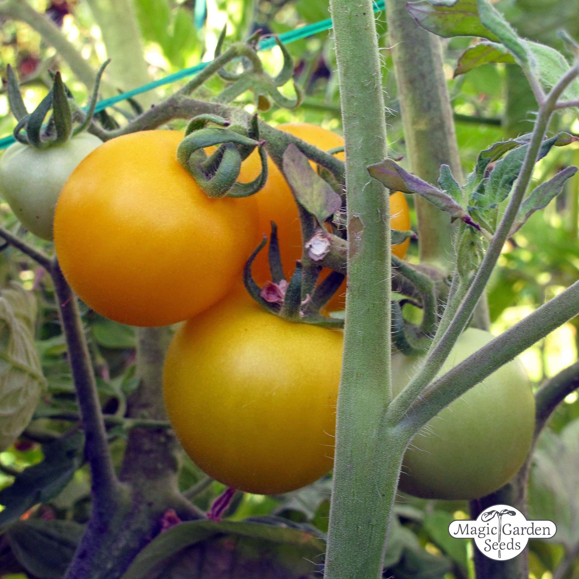 Gelbe Bio-Tomatensamen „Golden Queen“.