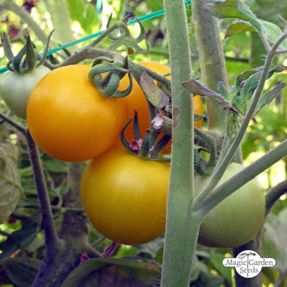Gelbe Bio-Tomatensamen „Golden Queen“.