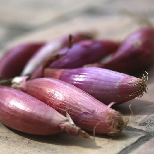 Zwiebel-Doux-de-Florence-Sorte Simiane-Samen aus biologischem Anbau