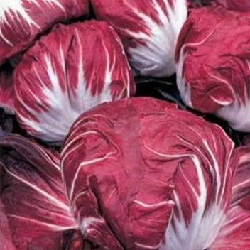 Andijvie Radicchio Rouge de Vérone zaden biologisch - Feggies