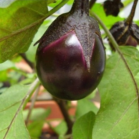 Aubergine Bambino zaden biologisch - Feggies