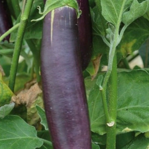 Aubergine lang paars uit Barbentane zaden biologisch - Feggies