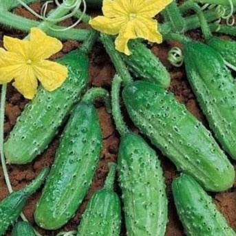 Gurkensamen Petit Vert de Paris aus biologischem Anbau
