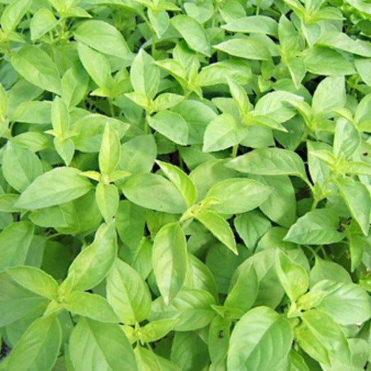 Basilikum-Citronella-Samen Bio