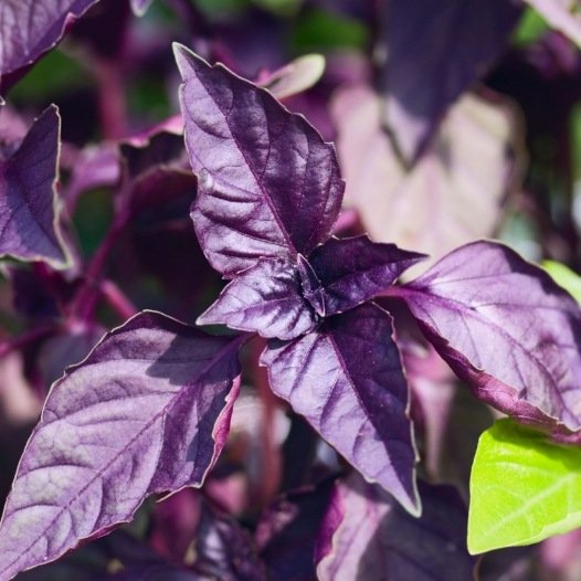 Basilicum purper zaden biologisch - Feggies