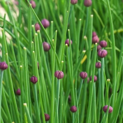 Bieslook zaden biologisch - Feggies