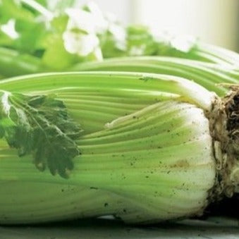 Bleekselderij Blanc Pascal zaden biologisch - Feggies