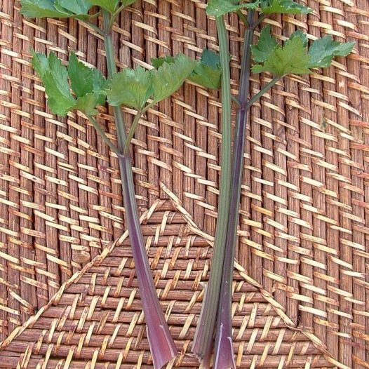 Bleekselderij Violette zaden biologisch - Feggies