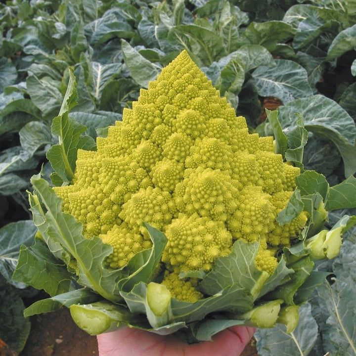 Romanesco-Blumenkohl-Samen biologisch