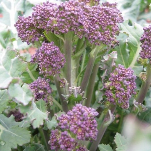 Brokkoli mit violetten Sprossensamen aus biologischem Anbau