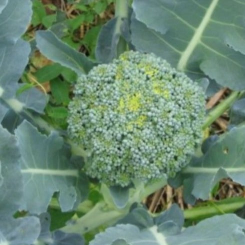 Broccoli Vert Calabrais Samen Bio