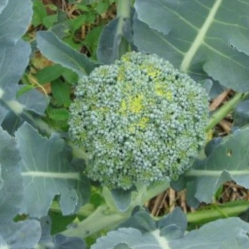 Broccoli Vert Calabrais zaden biologisch - Feggies