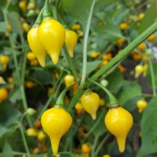 Chilischote Biquinho gelbe Samen Bio
