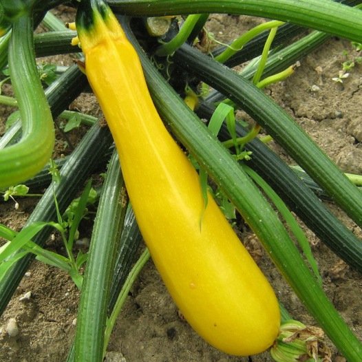 Zucchini gelbe Samen Bio