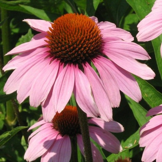 Echinacea Purpurea biologisch - Feggies