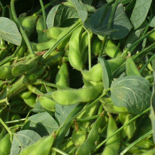 Edamame (gelbe Sojabohne) Samen aus biologischem Anbau