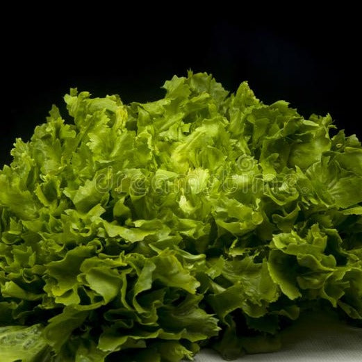 Bio-Endiviensamen „Green Escarole“.