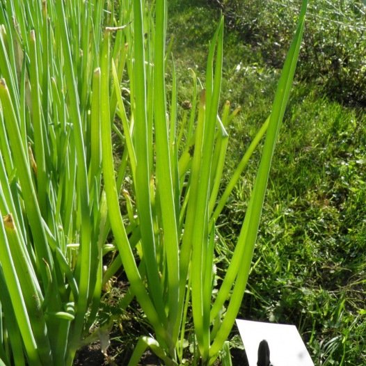Winterheckenzwiebel (grober Schnittlauch) Samen Bio