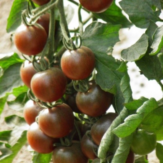Kirschtomaten Black Cherry Samen aus biologischem Anbau