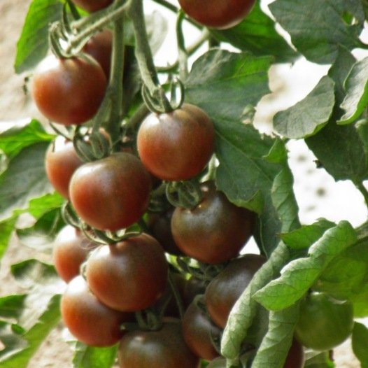 Kerstomaat Black Cherry zaden biologisch - Feggies