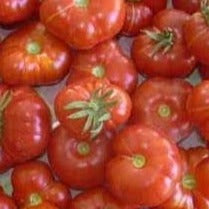 Kirschtomaten-Kalabasse-Rotkerne aus biologischem Anbau