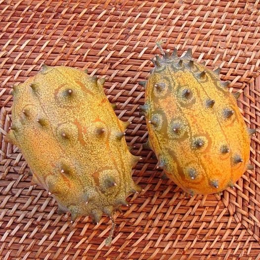 Gurken-Kiwani-Samen aus Kenia aus biologischem Anbau