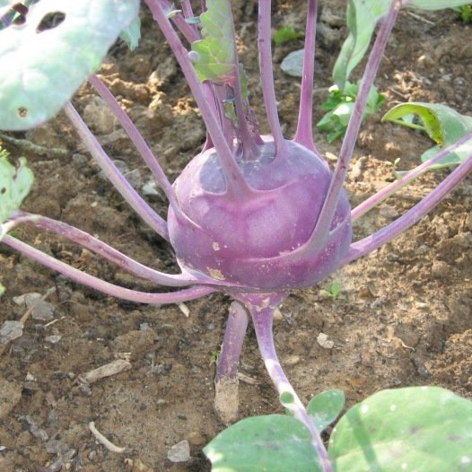 Koolrabi Delikatess blauw zaden biologisch - Feggies