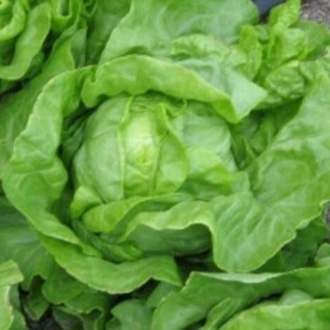 Kropsla (zomer-) Grosse Blonde Paresseuse zaden biologisch - Feggies