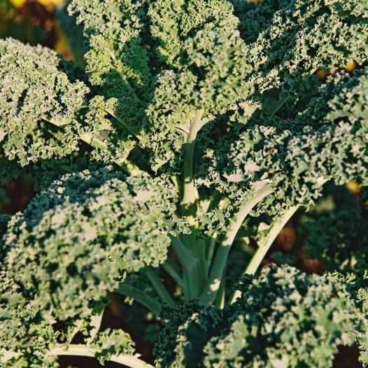 Krulkool Grand vert du Nord (boerenkool) zaden biologisch - Feggies