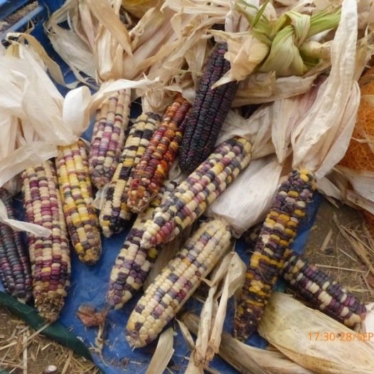 Maissüße, mehrfarbige Inka-Regenbogensamen aus biologischem Anbau