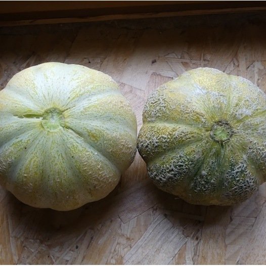 Melon Brodé Jenny Lind Samen Bio