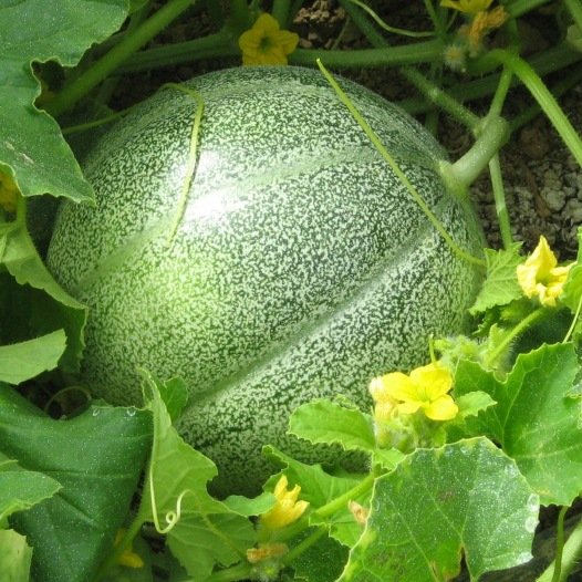 Bio-Melonensamen Petit Gris de Rennes
