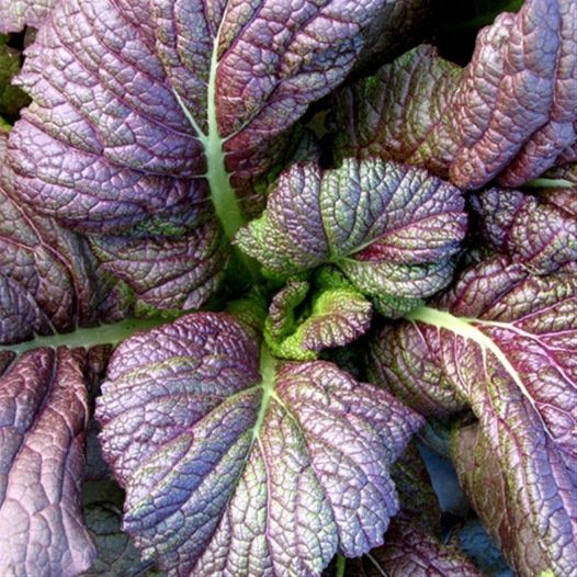 Mosterd rood Chinese Red Giant zaden biologisch - Feggies