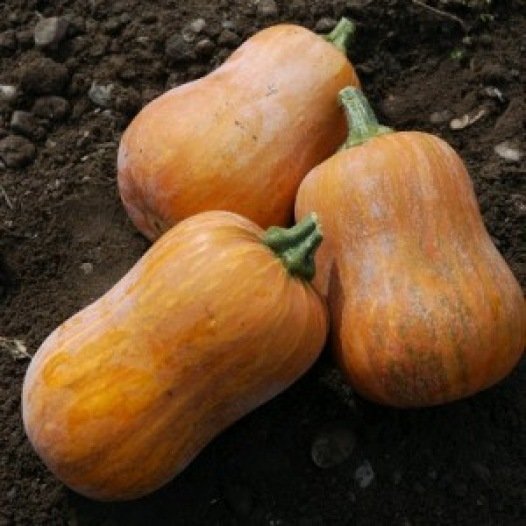 Muskaatpompoen Honeynut zaden biologisch - Feggies