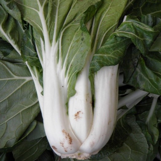 Pak Choi Taisai zaden biologisch - Feggies