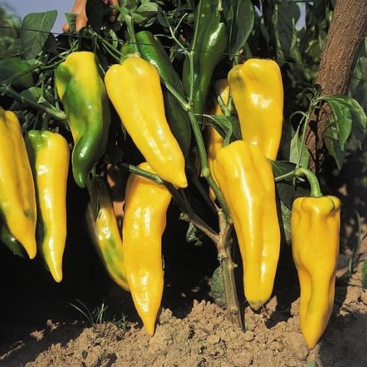 Paprika Corno di Toro geel zaden biologisch - Feggies