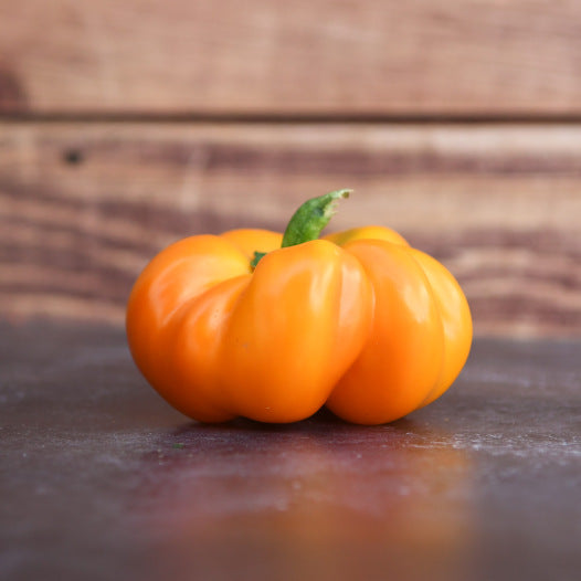 Paprika Mandarine Samen Bio
