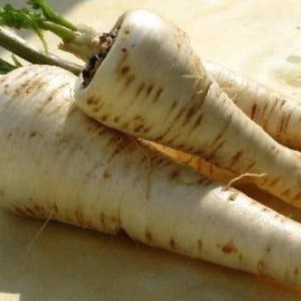 Pastinaak Long Turga zaden biologisch - Feggies