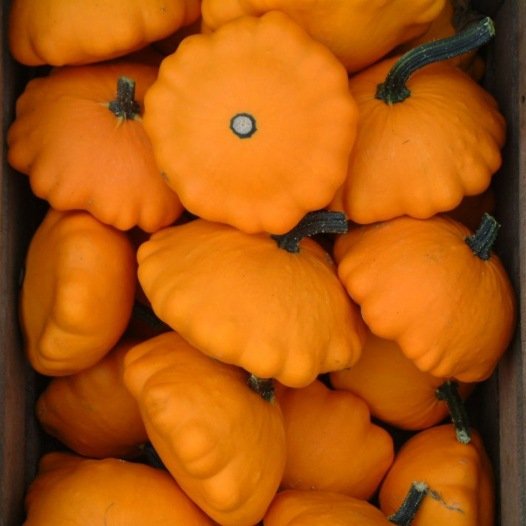 Pâtisson-Orangenkerne Bio