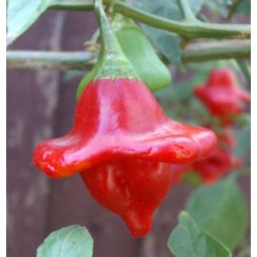 Peper Bishop crown zaden biologisch - Feggies
