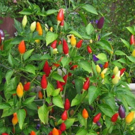 Peper Numex Twilight zaden biologisch - Feggies