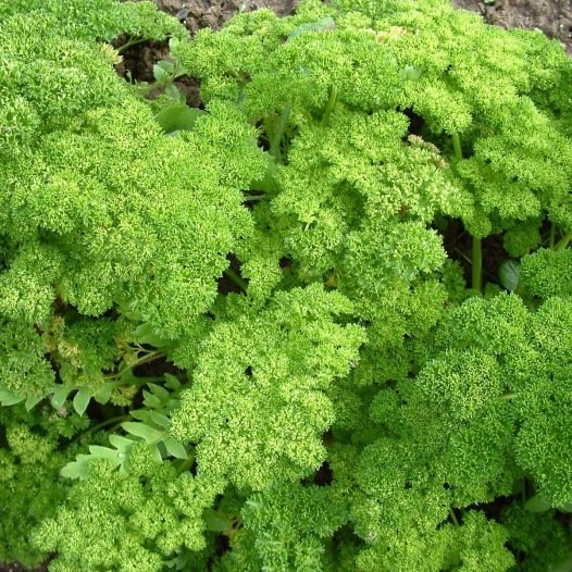 Gekrulde dwerg peterselie zaden biologisch - Feggies