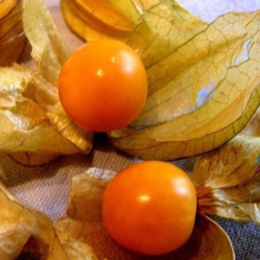 Physalis Gelbe Alkekenge-Samen aus biologischem Anbau