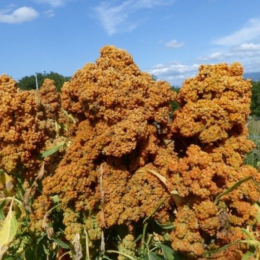 Quinoa zaden - Feggies