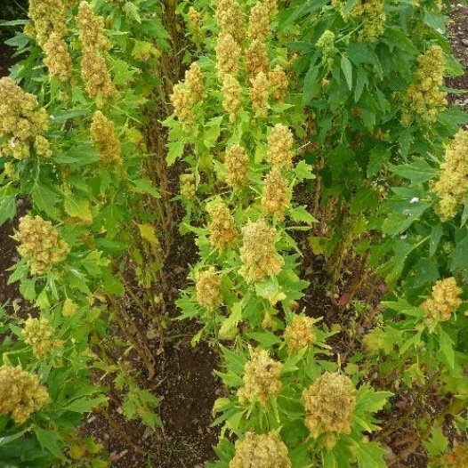 Quinoa zaden - Feggies