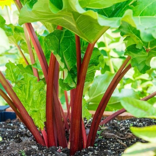 Rabarber Rood zaden biologisch - Feggies