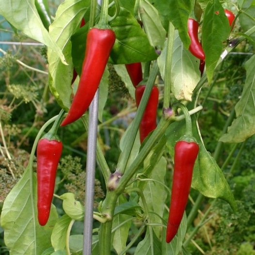 Spaanse peper uit Cayenne zaden - Feggies