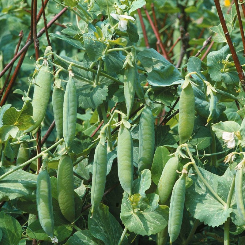 Stamdoperwt Merveille de Kelvedon zaden - Feggies