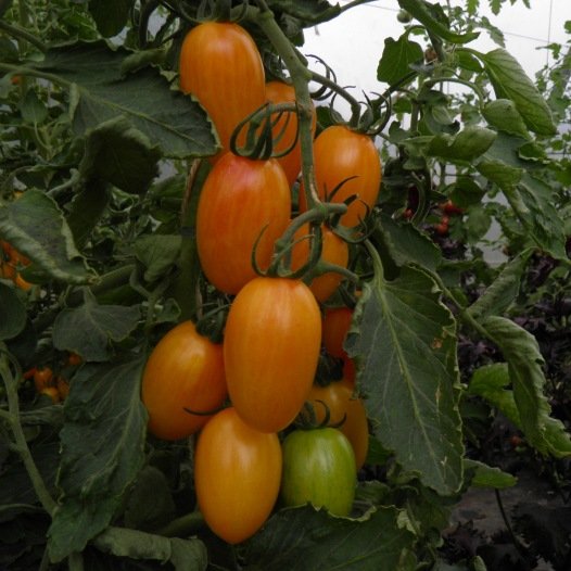 Tomaten-Blush-Samen