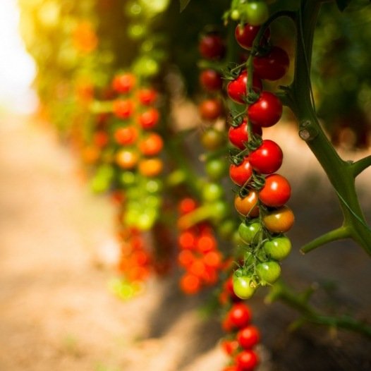 Tomaten-Gardener's-Delight-Samen 